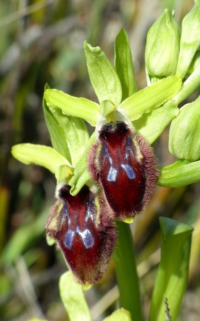 Ophrys promontorii : Abruzzo e Lazio 2019